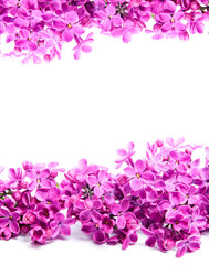 Naklejka na ściany i meble branch of lilac