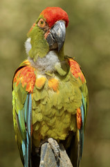 Closeup military macaw