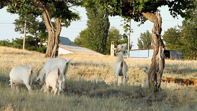 White goats grazing under the trees