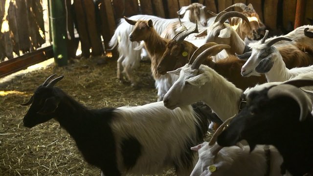 Sheepfold Images – Browse 24,345 Stock Photos, Vectors, and Video ...
