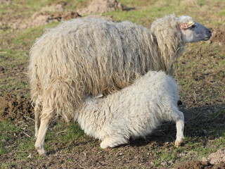 Skuddenschaf mit Lämmchen