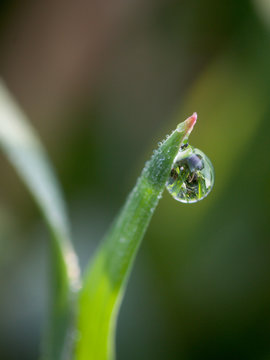 Gras