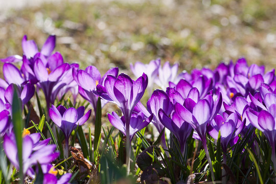 Fr&uuml;hling