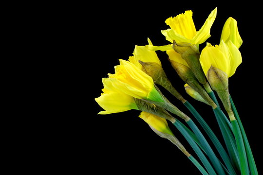 Daffodil,  narcissus on black background.