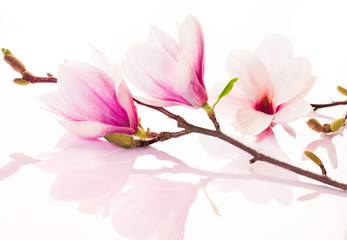 Naklejka premium Pink spring flowers with reflection