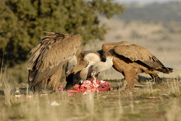 Grupo de carroñeros comiendo