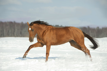 Obraz premium golden horse