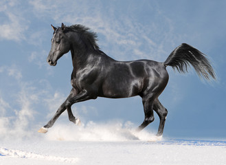 Fototapeta na wymiar czarny koń arab w zimie