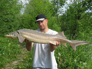 Happy fisherman holding a beautiful sturgeon