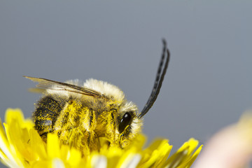 long horned bee