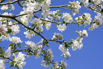 Blossoms apple tree and blue sky