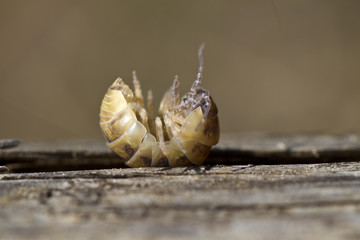 pill bug
