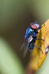 blow fly
