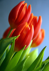 tulpen
