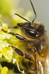 honey bee
