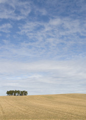 Obraz premium Field spring