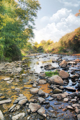 acacia trees and river stream