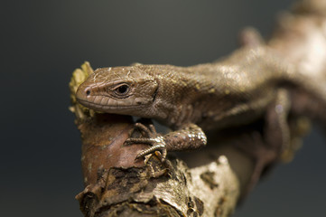 Zootoca vivipara
