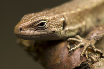 Zootoca vivipara
