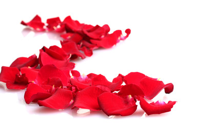 beautiful petals of red roses isolated on white