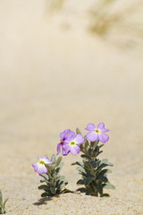 Obraz na płótnie Canvas beach dune flora