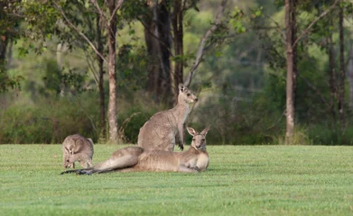 Cercles muraux Kangourou kangourous gris de l& 39 Est