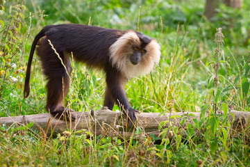 Lion tailed macaque monkey in wildlife park