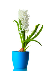 beautiful white hyacinth in blue flowerpot isolated on white