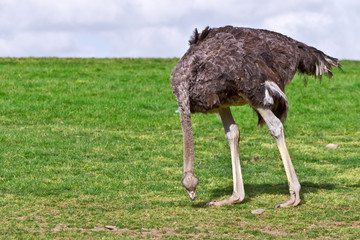 Ostrich eating grass