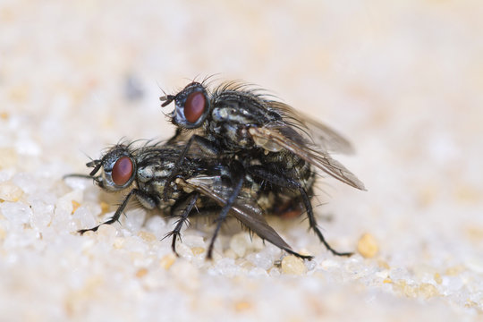 two flies mating