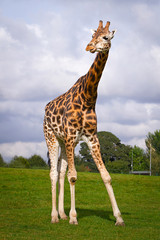 Fototapeta premium Giraffe in the wildlife park