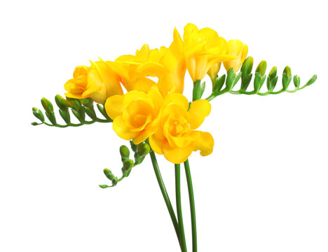 Beautiful yellow freesias isolated on white