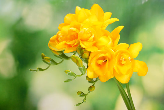 Beautiful yellow freesias on green background