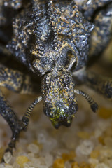 snout beetle