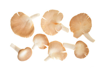 Fresh Oyster Mushrooms Isolated On White Background