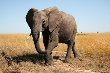 Fototapeta premium Elephant in Masai Mara, Kenya