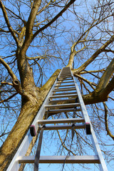 Leiter im Baum
