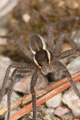 Raft spider, dolomedes fimbriatus om ground, extreme close-up