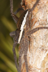 Raft spider, dolomedes fimbriatus on fir, macro photo