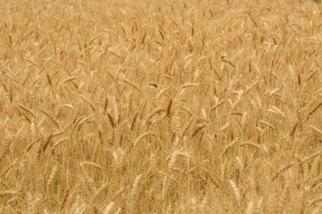 Fields of golden barley