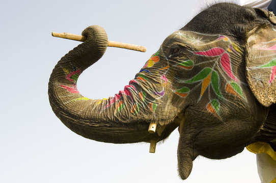 hand painted colorful elephant profile, Jaipur, Rajasthan, India