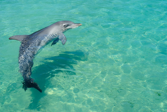 Swimming dolphin