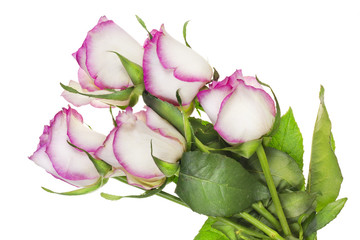 Wilting delicate pink roses single