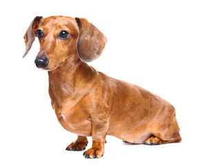 dachshund dog
