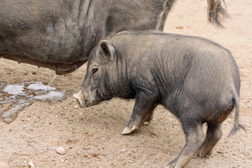 Fototapeta premium TIERE_0651_Haengebauchschwein