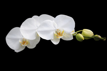 Fototapeta na wymiar White orchid samodzielnie na czarnym tle