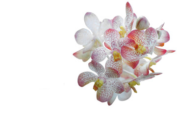 beautiful orchid isolated on white background