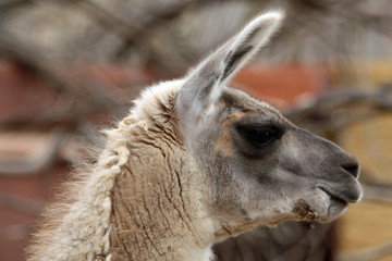 TIERE_0665_Lama © Stephan von Mikusch