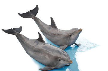 Two dolphins lying together