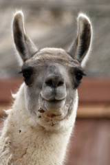 Obraz premium TIERE_0666_Lama